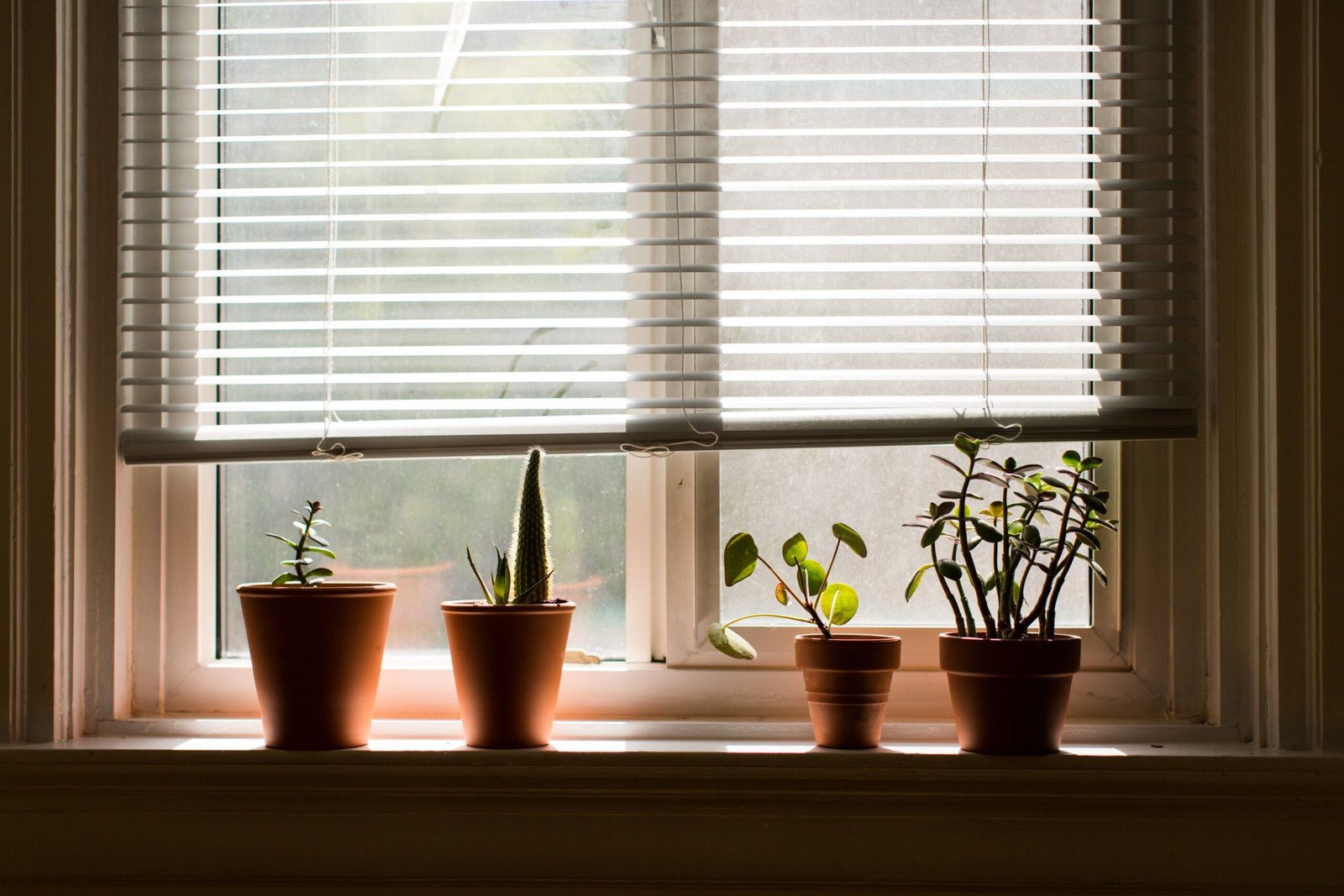 Zebra Blinds